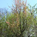 Pseudocydonia sinensis P2A (3)